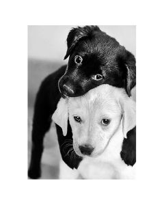 Collection DArt Диамантен гоблен - канава 19 x 27см. - Черно и бяло кученца DE453