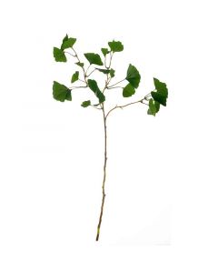 ASA Selection декоративно растение Гинко 72 см 66467444