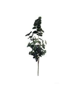 ASA Selection декоративно растение евкалипт 45см 66495444