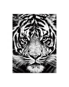 Foska Комплект рисуване по номера Бял тигър, 40 x 50 cm