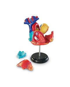 Learning Resources Анатомичен модел на сърце
