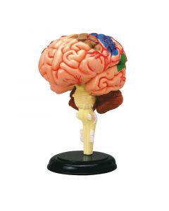 Learning Resources Анатомичен модел на мозък