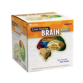 Learning Resources Модел разрез на мозък 6635100143